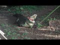 Crocodile Chomping Eating 2 Large Bones HD 720p