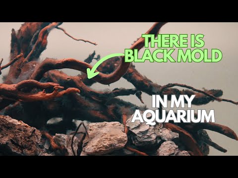 The Ultimate Aquascaping Tutorial Part 2 : Step-by-Step Expert Tips watch in 4K