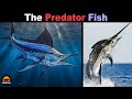 ATLANTIC BLUE MARLIN The Apex Predator Fish Of The Oceans