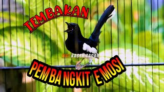Download lagu TEMBAKAN PEMBANGKIT EMOSI KACER, PANCINGAN KACER DIAM DAN MALAS BUNYI LANGSUNG NYAUT mp3 Download lagu TEMBAKAN PEMBANGKIT EMOSI KACER, PANCINGAN KACER DIAM DAN MALAS BUNYI LANGSUNG NYAUT mp3