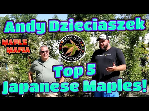 Top 5 Japanese Maples with Andy Dzieciaszek