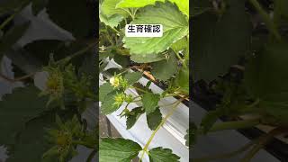 生育確認 11/17 花が落ちる #いちご #農協 #花