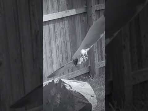 Matt Easton Coffin Bowie 30 Chap sped up