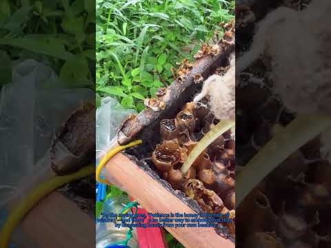 Honey Harvesting 101: The Natural Way to Extract Golden Nectar From Your Beehive 🐝✨