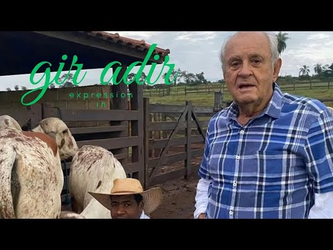 Matrizes Gir em Nova Crixás/GO | Tradição, Rusticidade e Alta Produtividade a Pasto (Gir Adir).