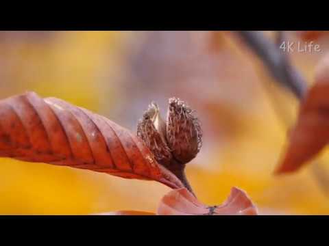 ヨーロッパブナ 植物