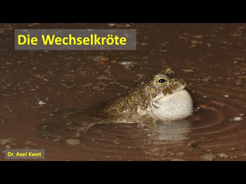 Dr. Axel Kwet: Die Wechselkröte - Lurch des Jahres 2022