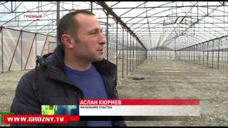 Тепличное хозяйство в перспективе