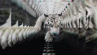 Download lagu Story WhatsApp Macan Putih~2 mp3 Download lagu Story WhatsApp Macan Putih~2 mp3