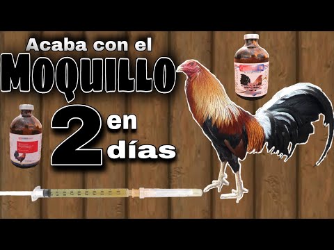 , title : 'CURA el MOQUILLO en 2 Días con esta MEZCLA - Gallos Finos🐓'
