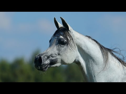 Klikowa Arabians - Poland