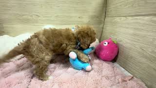 ハーフ犬の動画01