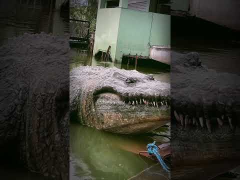 Dambuhalang buwaya, natagpuang gumagala! | Lolong 2