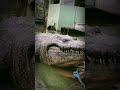 Dambuhalang Buwaya Natagpuang Gumagala Lolong 2