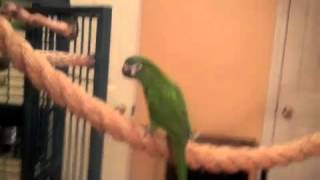 Paco Rope