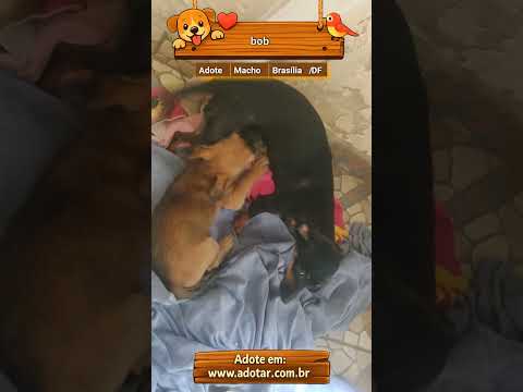 Vídeo de bob
