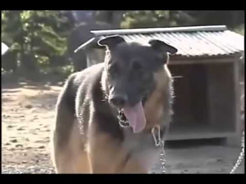 Pitbull/ مصحك جدا  /صدقاء بين الحيوانات