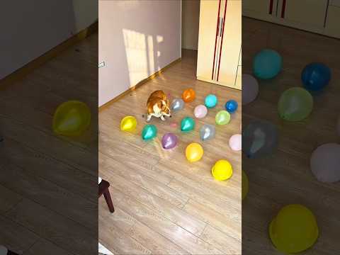 अरे टॉमी यह बैलून तुम क्यों फोड़ रहे हो😳#Catsoftiktok #CatLovers #cat #cute #FunnyCats #catcartoon