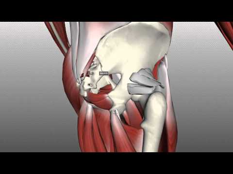 Muscles of the Gluteal Region - Part 2 - Anatomy Tutorial