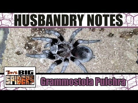 Grammostola pulchra (Brazilian Black) — chov, presádzanie a starostlivosť (Tom's Big Spiders)