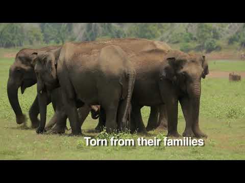 Gentle Giant Summit for Stakeholders in Kerala