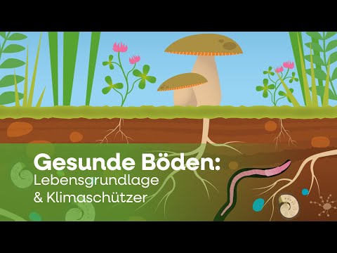 Gesunde Böden: Lebensgrundlage & Klimaschützer | Bodenatlas 2024