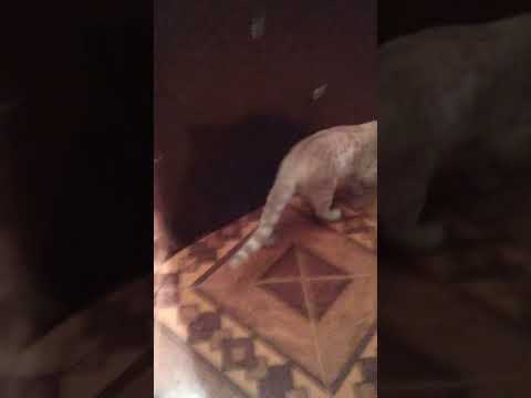 18 de octubre de 2024