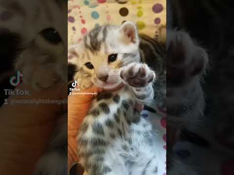 Pandora x Bullet Christmas bengal babies.  www.mybengalkitten.weebly.com