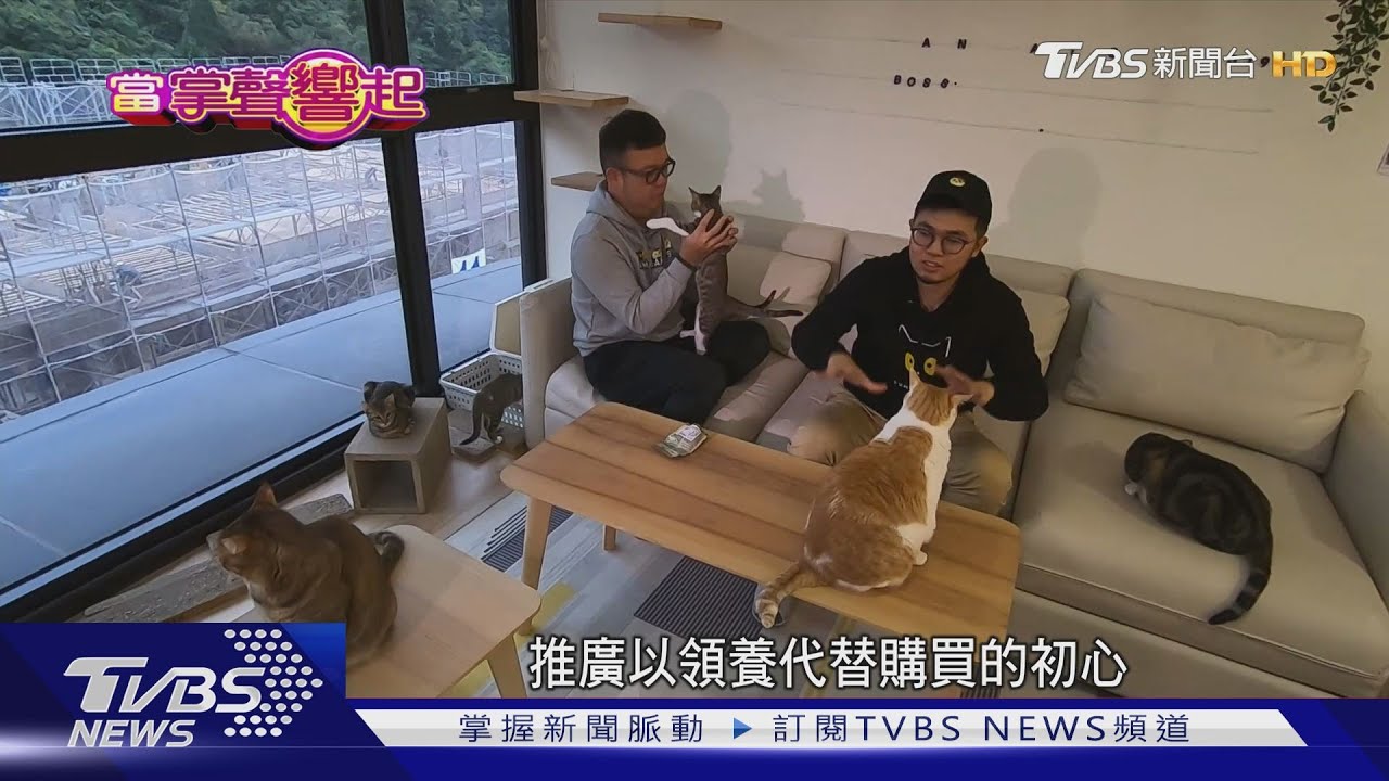 全台最紅貓咪! 一窺《黃阿瑪的後宮生活》