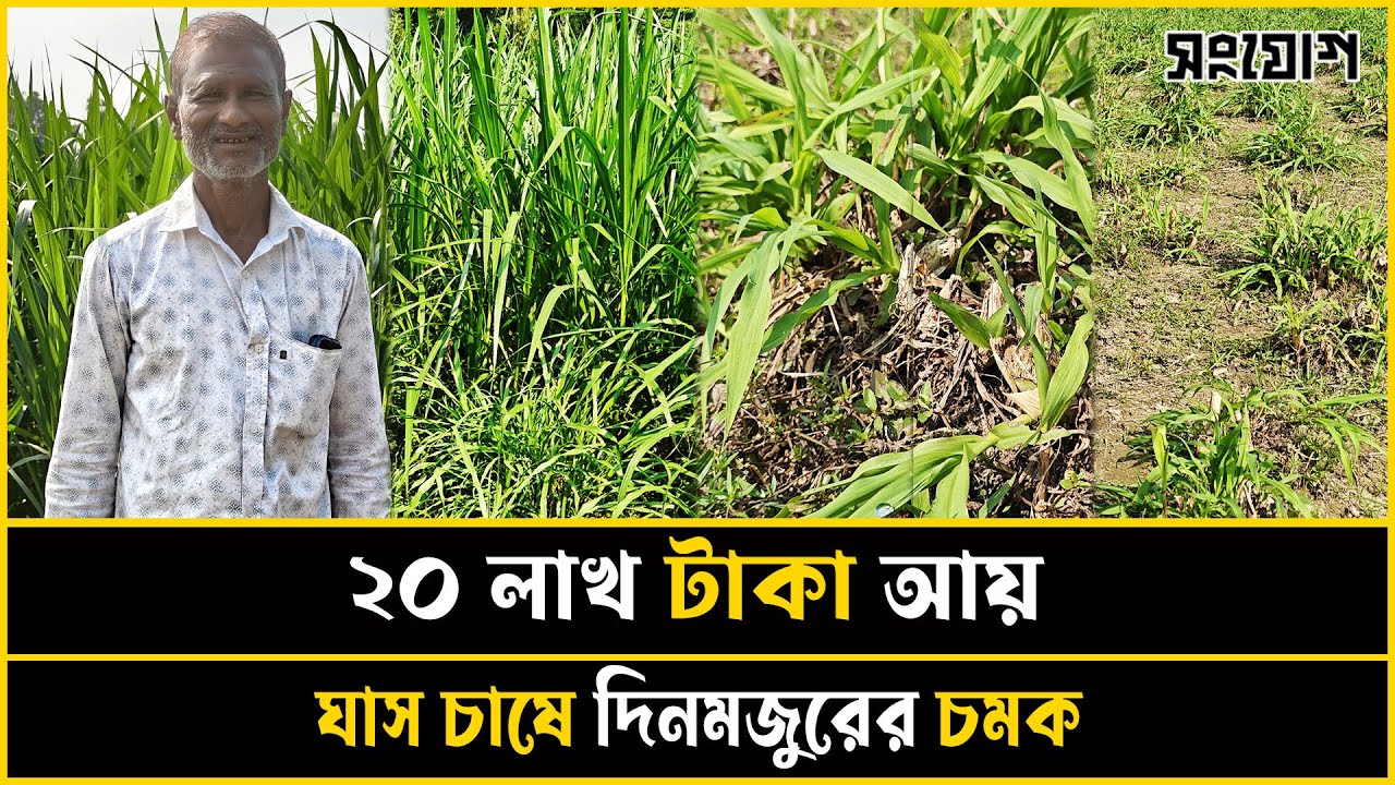 ঘাস চাষ করে দিনমজুরের ২০ লাখ টাকা আয়!