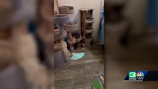 Couple arrested, charged in Yuba County cat hoarding case