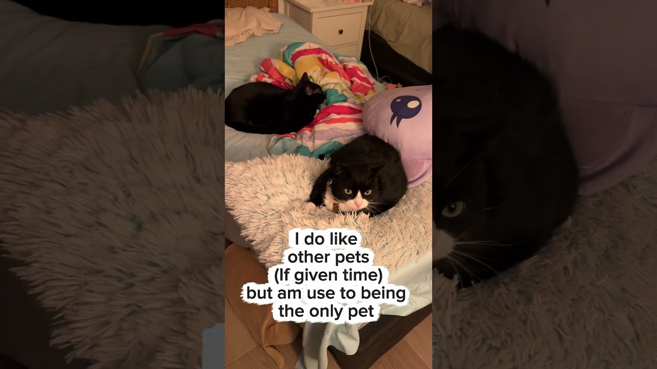 Enlarge Theresa Cookie (WATCH video!) *love bug , a ADOPTABLE Domestic Short Hair in Port Orange, FL video 6/6