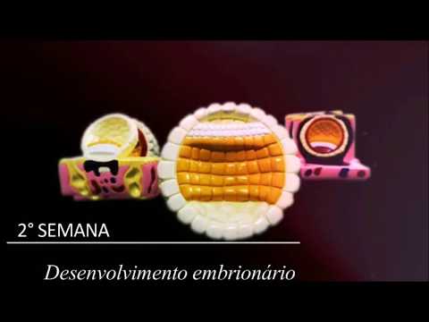 2° Semana do Desenvolvimento Embrionário