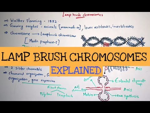 POINT MUTATION BY PHANINDRA GUPTHA