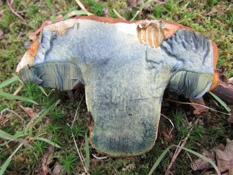 Identifying the Scarletina Bolete, Dotted Stemmed Bolete. Neoboletus praestigiator