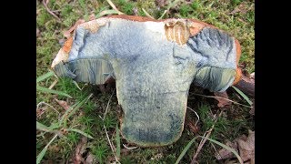 Identifying the Scarletina Bolete, Dotted Stemmed Bolete. Neoboletus praestigiator