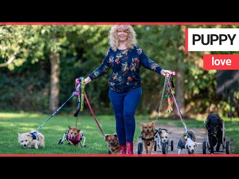 Woman dubbed 'miracle worker' after getting paralysed pooches walking again | SWNS TV