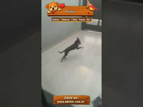 Vídeo de Pipoca