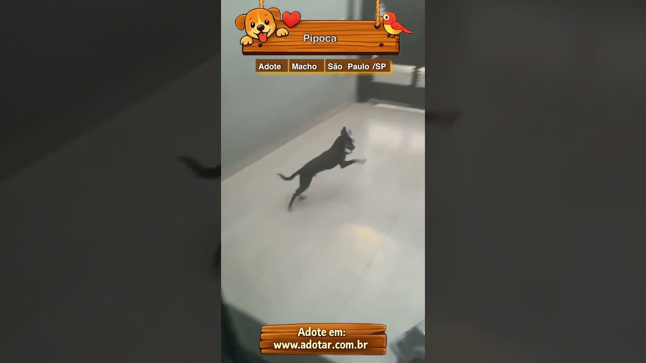 Cachorro raça SRD-ViraLata idade 7 a 11 meses nome Pipoca