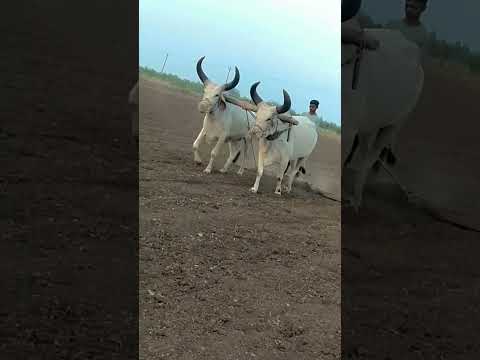 Unbelievable OVARANA ox farm video #viral