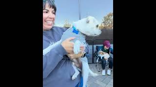 Video preview image #1 Pug-Unknown Mix Puppy For Sale in Corona, CA, USA