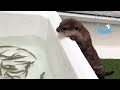 Otter's Reaction to Seeing Live Fish for the First Time