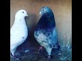 Kabutar Voice Pigeon Sound Video Clip