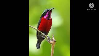 Download lagu suara pikat burung untuk di hutan coba aja bos ku 👍👍👍😁 mp3