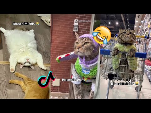BRUSCHIMICHIS😹💗 1 hora de risa🐈💕! // #bruschimichis #humor #2