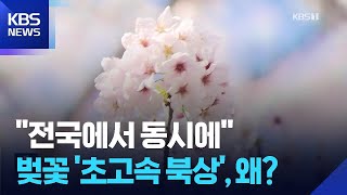 “전국 동시 벚꽃 개화” 초고속으로 북상하는 벚꽃 / KBS 2026.04.03.