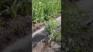 Download lagu How to grow Afim अफीम agriculture in japan #shorts #vlog #viral #fruit #asmr@Lokeshagrohub #tiktok mp3