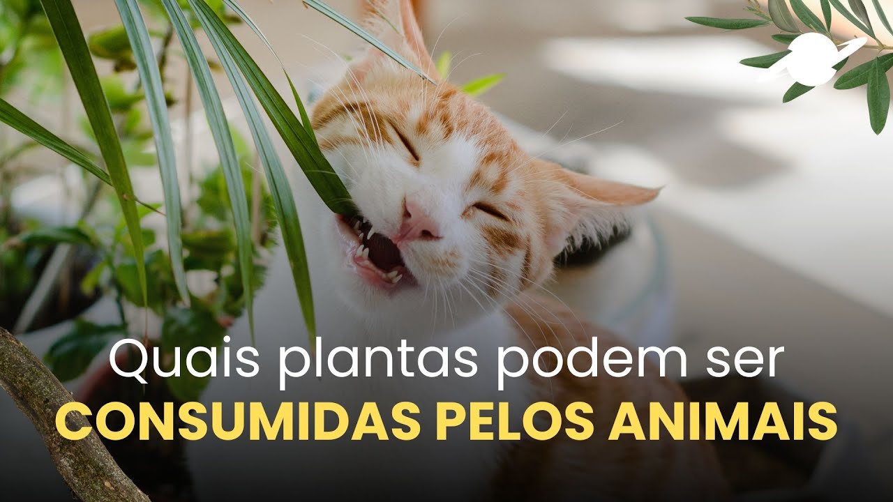 PANC para Pets