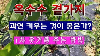 [텃밭농부 1,521]  옥수수 곁가지. 과연 키우는게 좋은가?  1차 웃거름 주는 방법. #옥수수재배