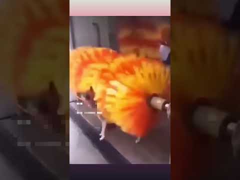 Dog loves the automatic car wash #dog #funny #dogs #car #animals #wildlife